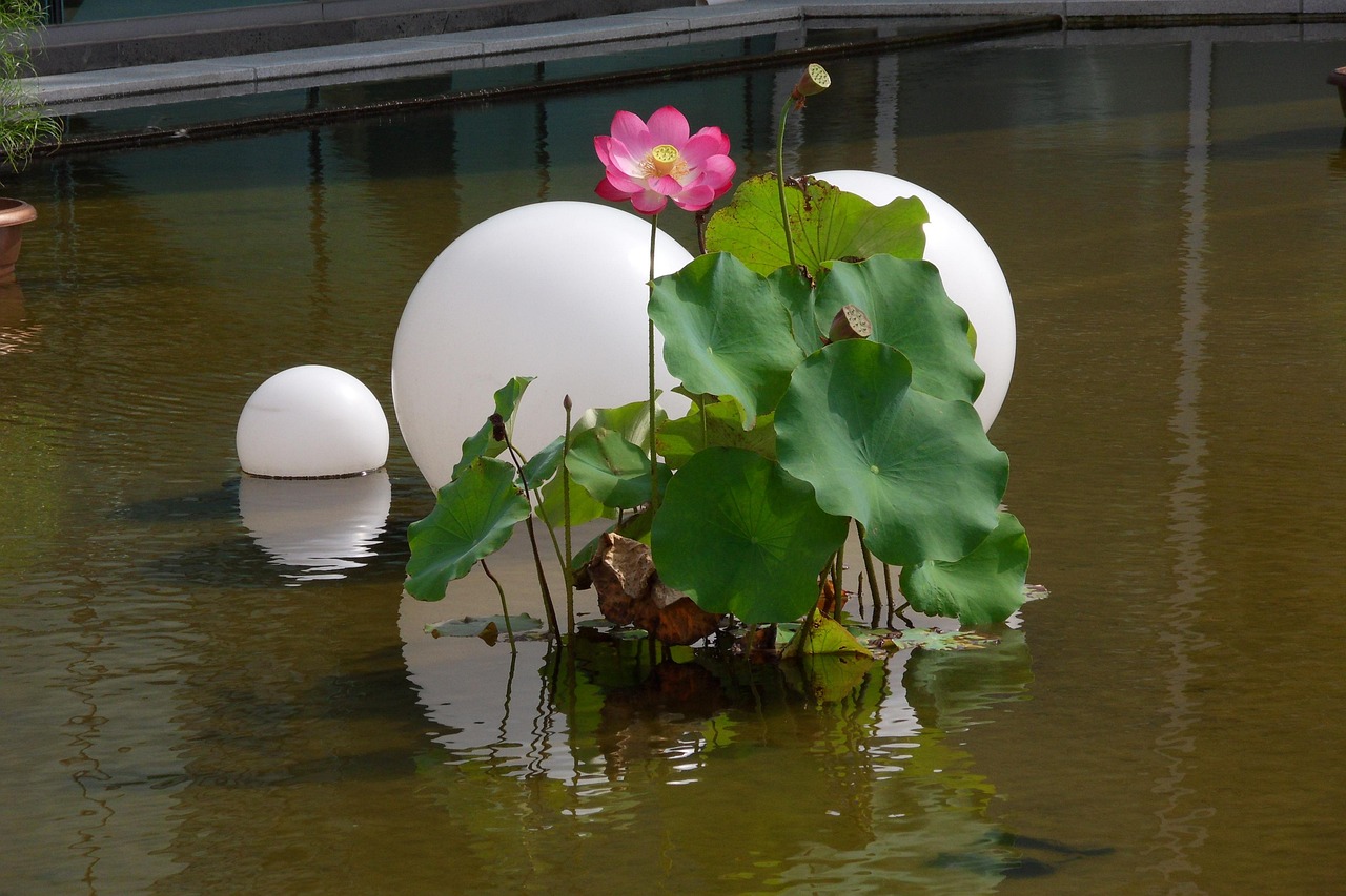 엉겅퀴 효능 먹는 법