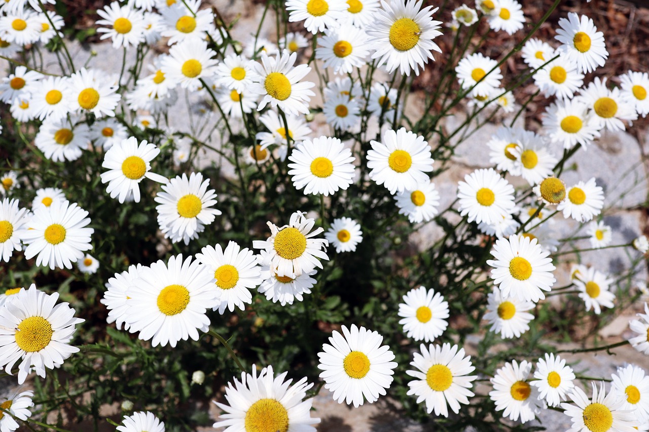 부정맥에 좋은 음식