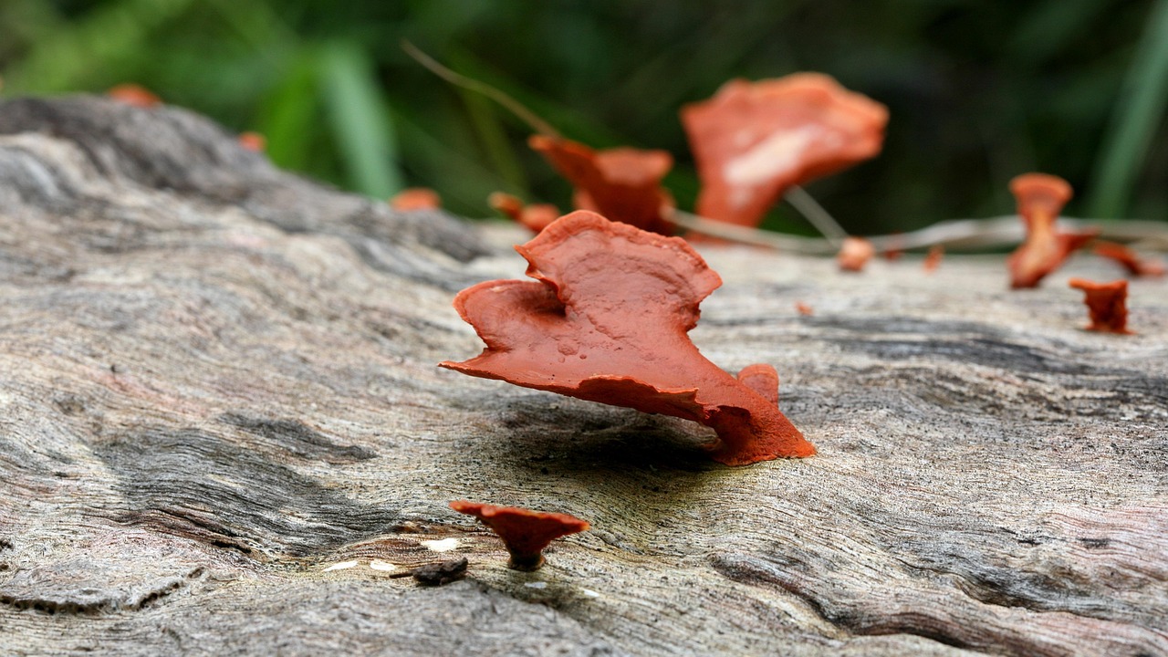 자연산 영지 버섯 효능