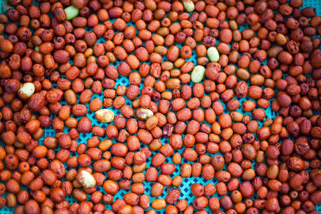 대추 구기자 차 효능