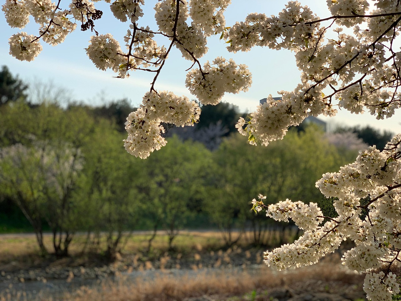 개 복숭아 발효액 효능