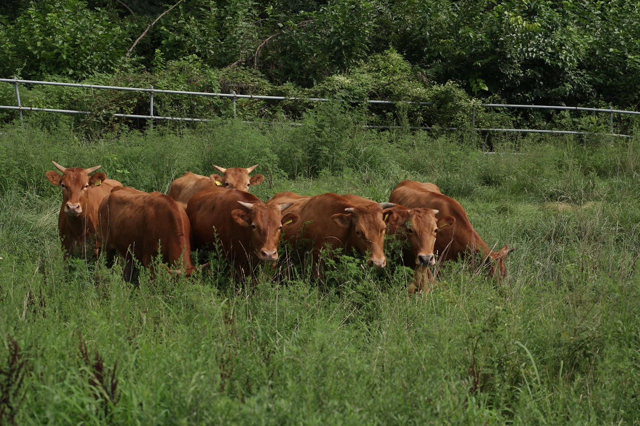 올리브유 효능 및 먹는법