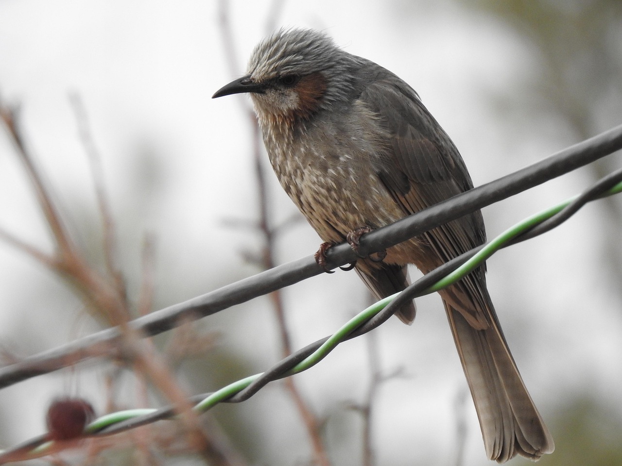 위축성 위염에 나쁜 음식