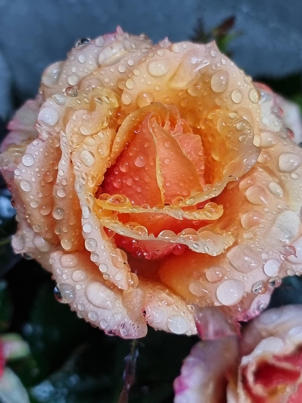 입덧 에 좋은 음식