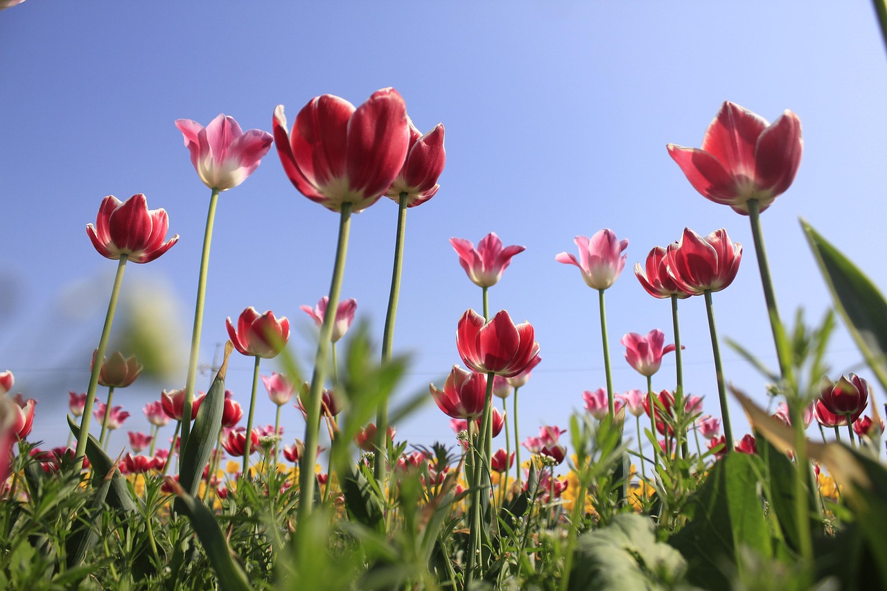 고양이가 먹으면 안되는 음식