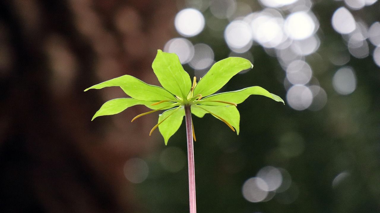 구기자 효능 먹는 방법