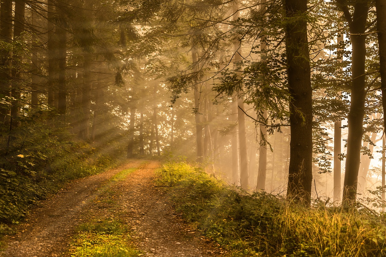 따뜻한 매실차 효능