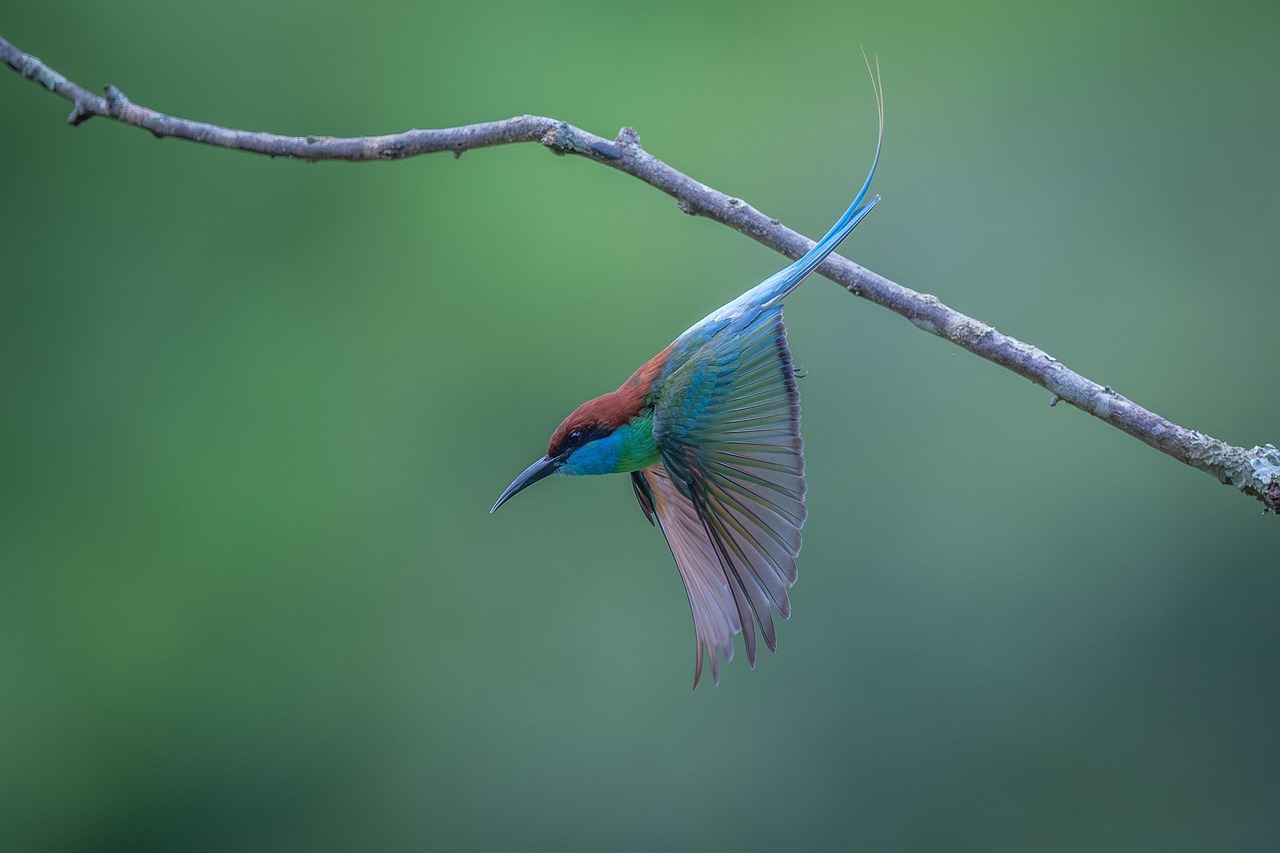 울금 효능 먹는법