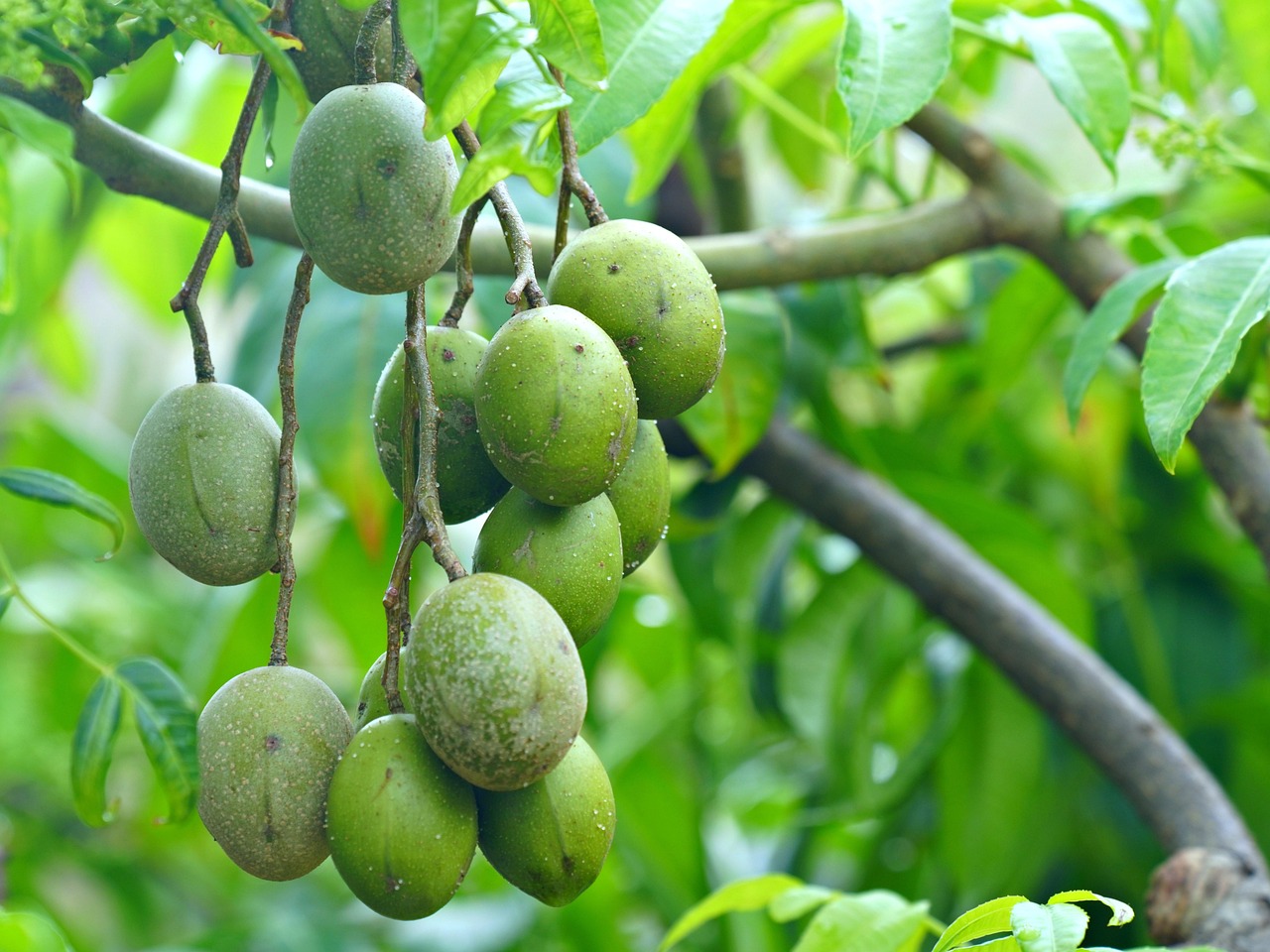 매실 효능 부작용