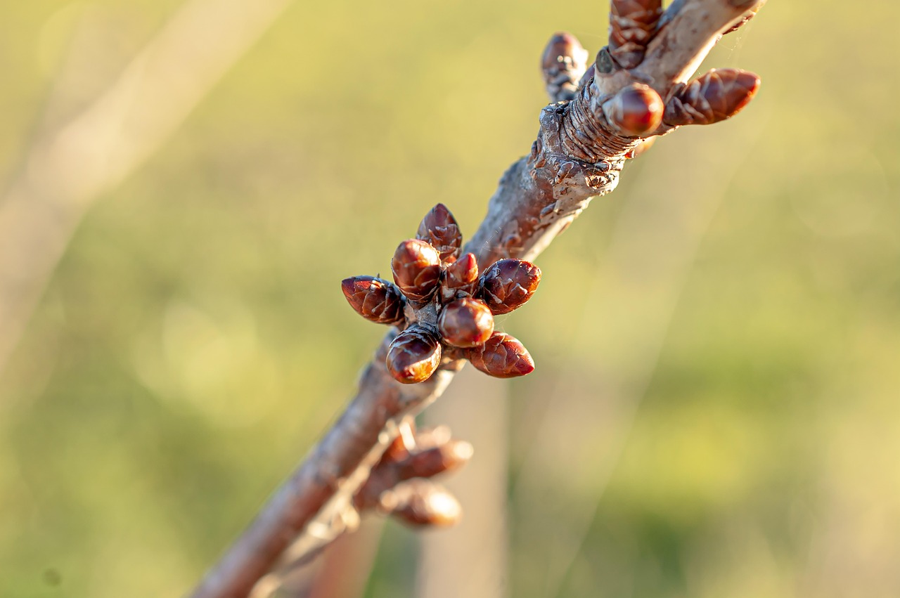 살구 효능 부작용