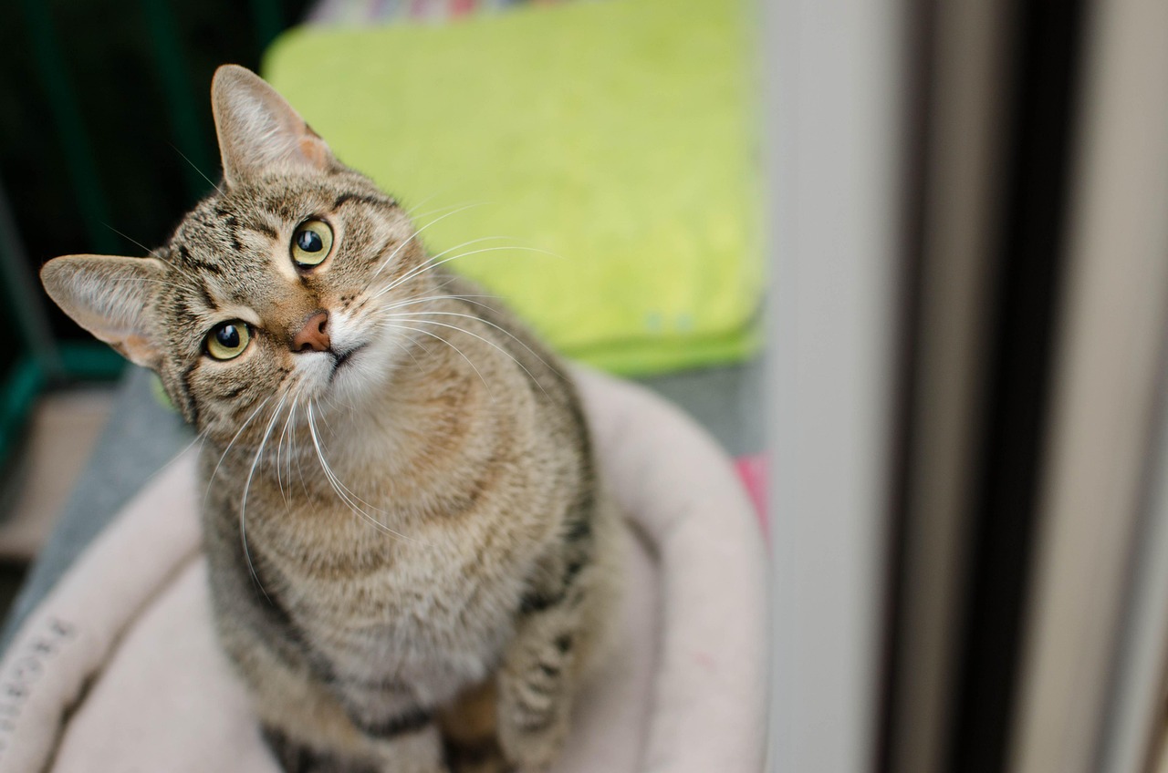 고양이가 좋아하는 음식