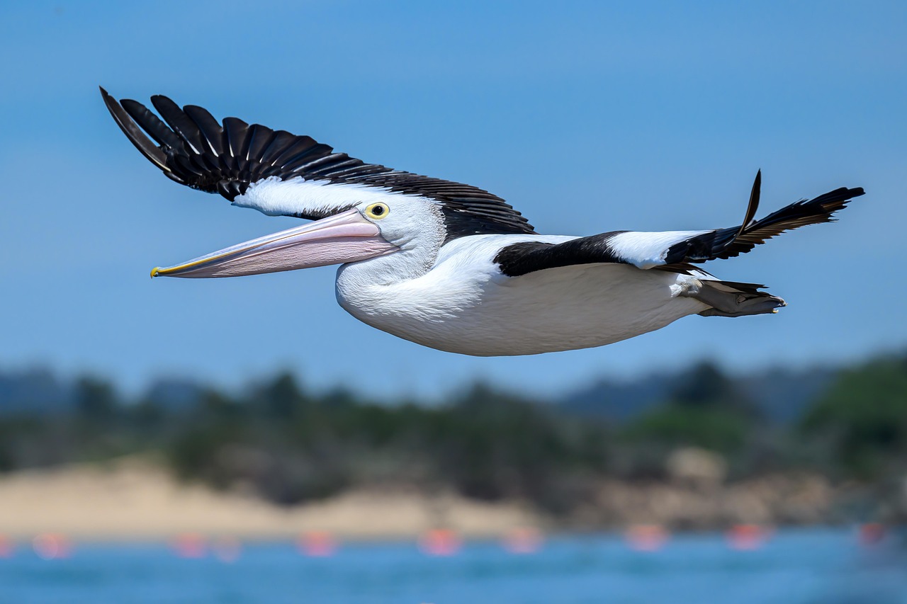 호주 대표 음식