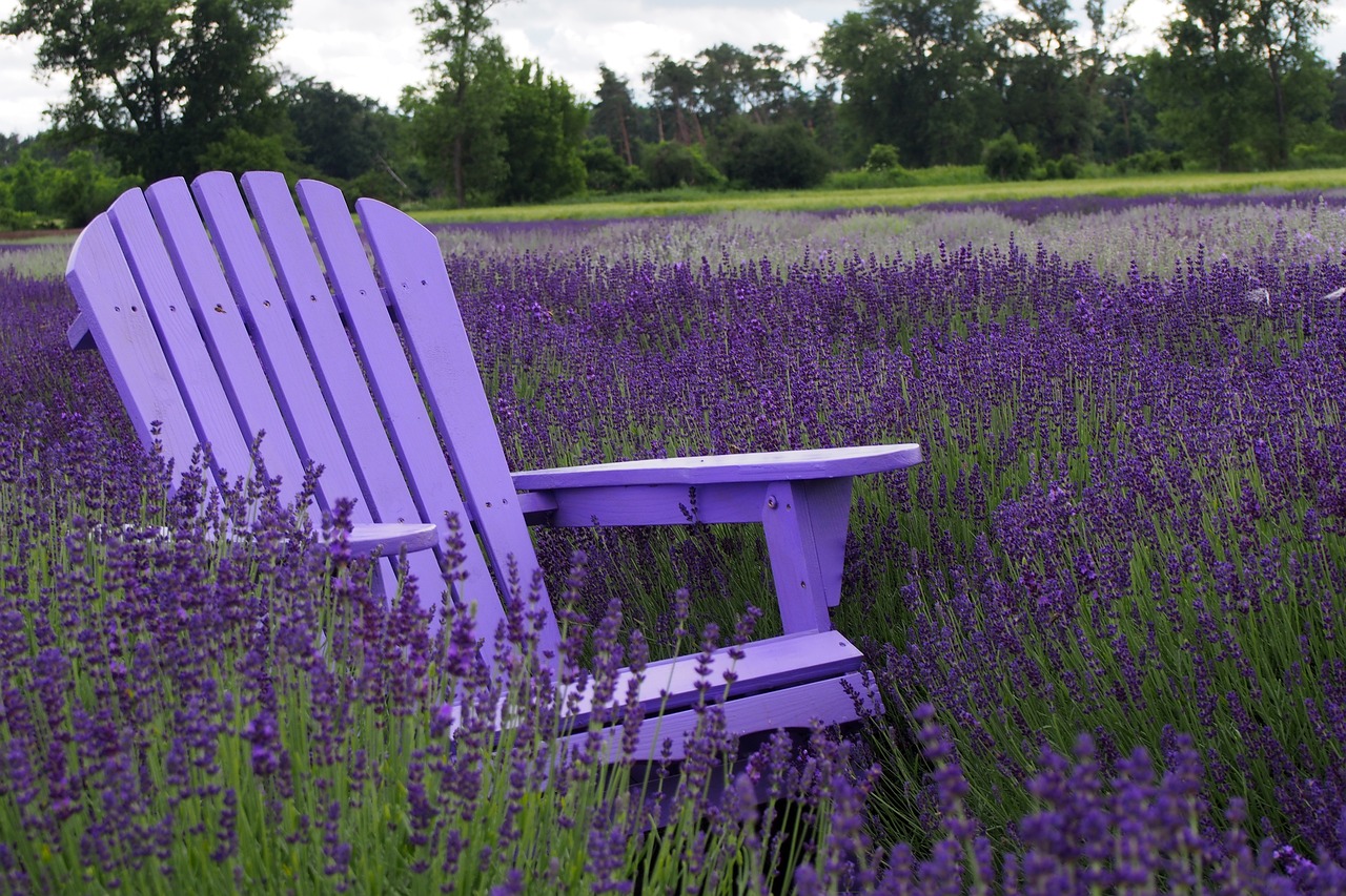 세발 나물 효능