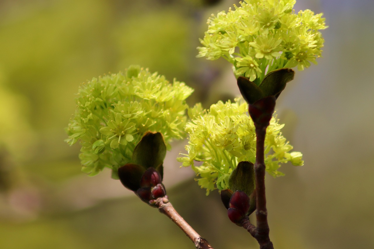 플라보노이드 효능