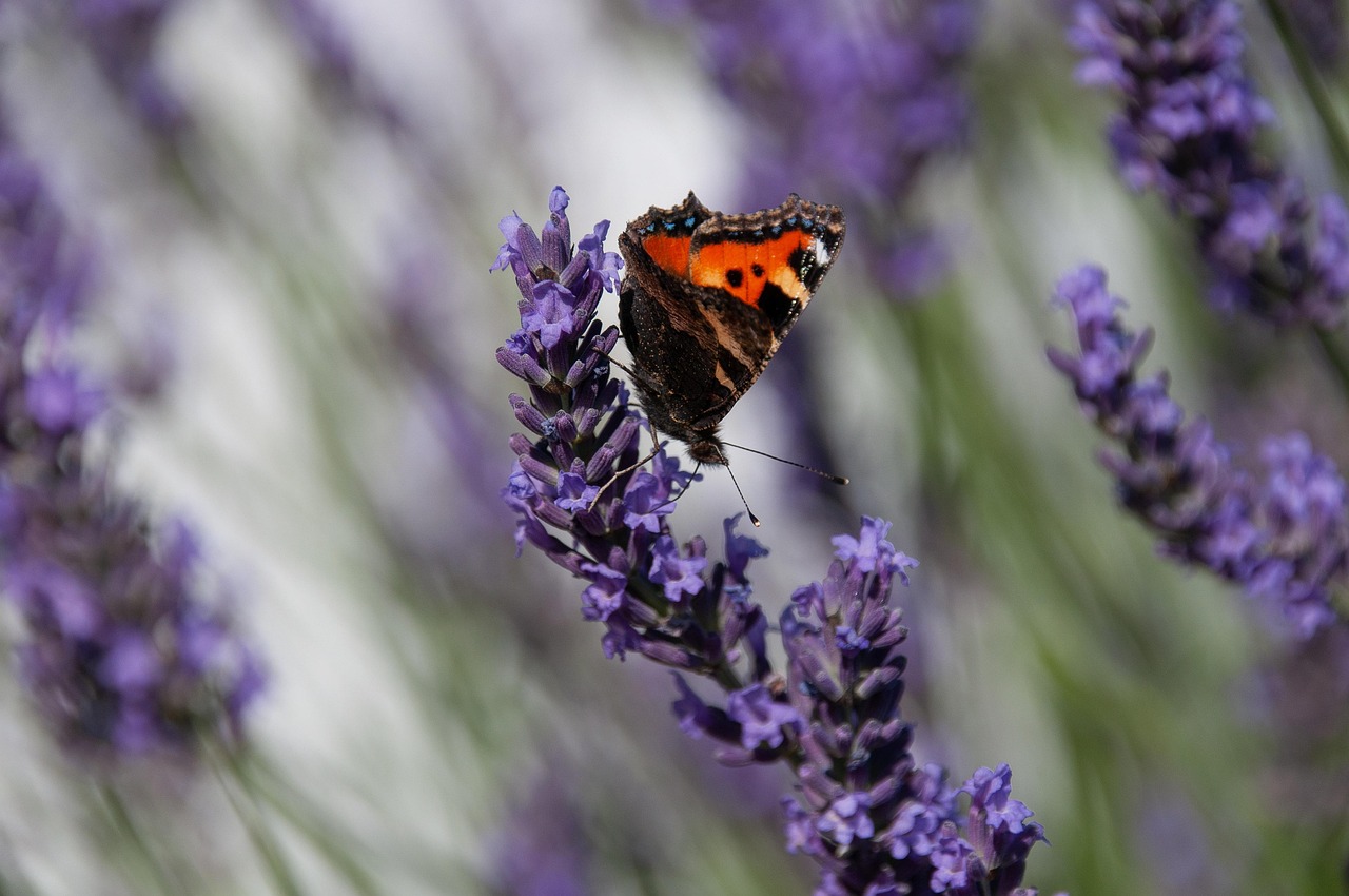 대장 내시경 음식