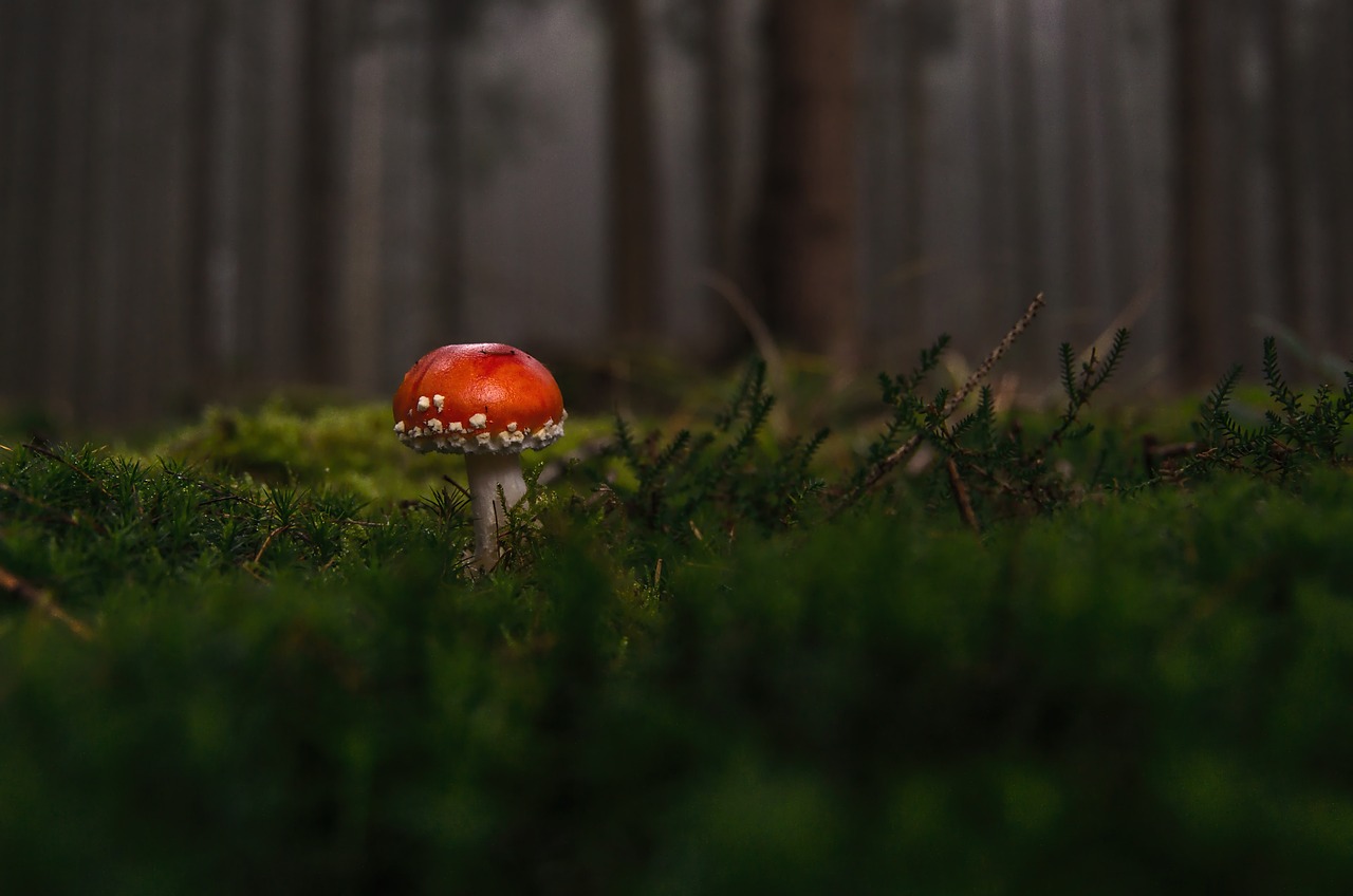 새송이 버섯 효능